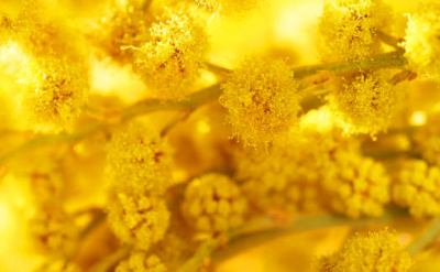 Mimosa absolute Pure & Nat